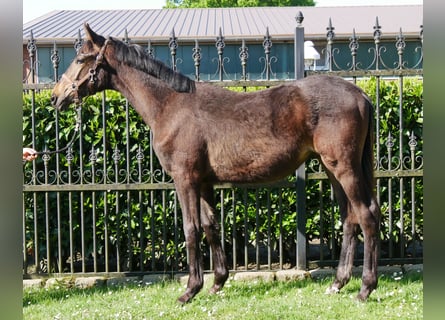 Trakehner, Étalon, 1 Année, 141 cm