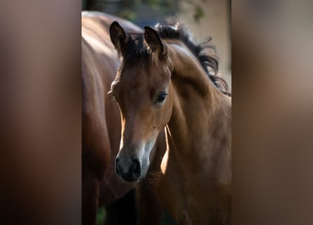 Trakehner, Étalon, 1 Année, 145 cm, Bai