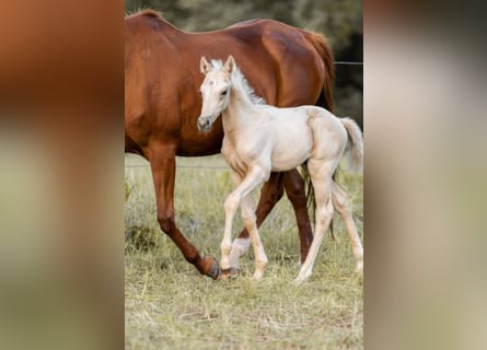 Trakehner, Étalon, 1 Année, 156 cm, Palomino