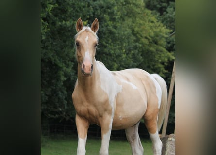 Trakehner, Étalon, 1 Année, 162 cm, Pinto