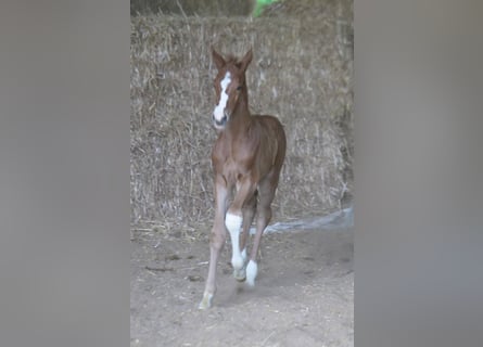 Trakehner, Étalon, 1 Année, 165 cm, Alezan