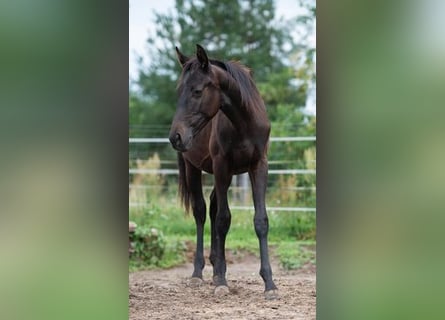Trakehner, Étalon, 1 Année, 165 cm, Noir