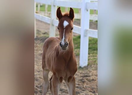 Trakehner, Étalon, 1 Année, 167 cm, Alezan
