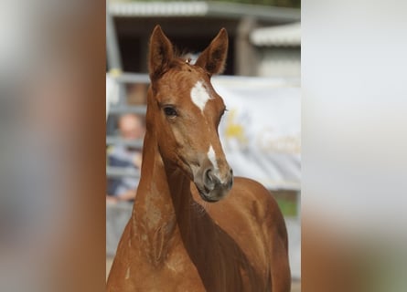 Trakehner, Étalon, 1 Année, 168 cm, Alezan