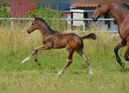 Trakehner, Étalon, 1 Année, 168 cm, Bai brun