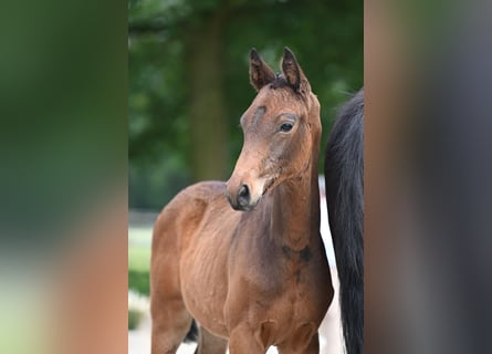 Trakehner, Étalon, 1 Année, 168 cm, Bai brun