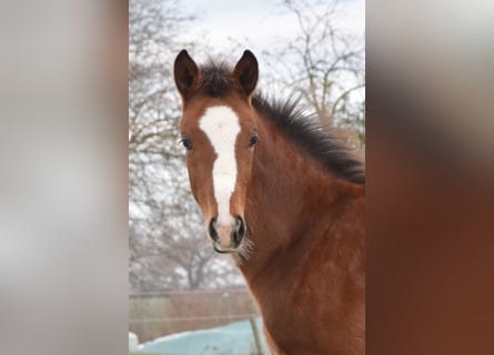 Trakehner, Étalon, 1 Année, 168 cm, Bai