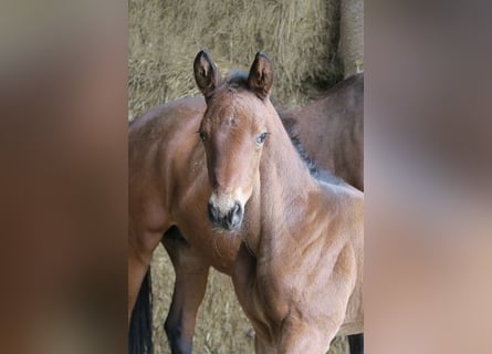 Trakehner, Étalon, 1 Année, 168 cm, Bai