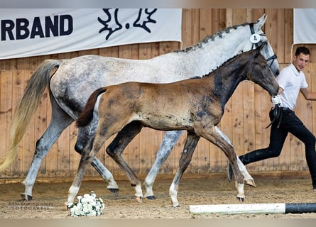 Trakehner, Étalon, 1 Année, 168 cm