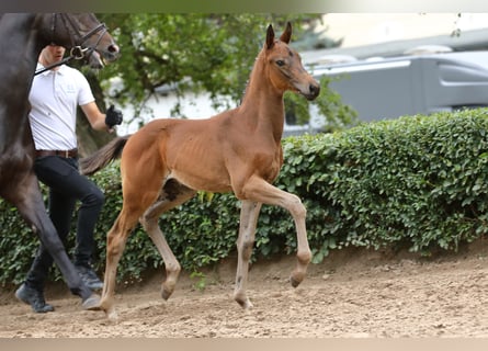 Trakehner, Étalon, 1 Année, 169 cm, Bai brun