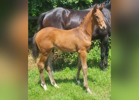 Trakehner, Étalon, 1 Année, 169 cm, Bai