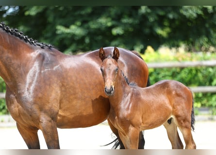 Trakehner, Étalon, 1 Année, 170 cm, Bai brun