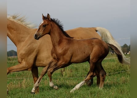 Trakehner, Étalon, 1 Année, 170 cm, Bai brun