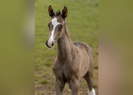 Trakehner, Étalon, 1 Année, 170 cm, Bai brun foncé