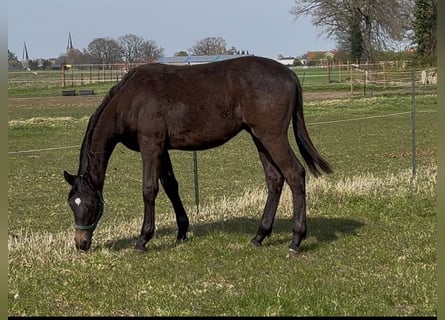 Trakehner, Étalon, 1 Année, 170 cm, Bai brun foncé