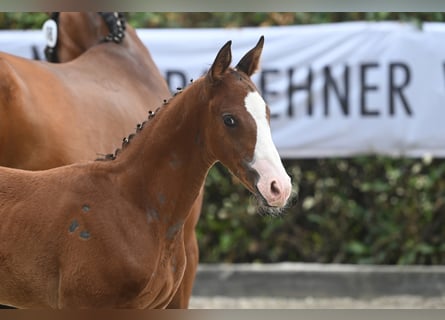 Trakehner, Étalon, 1 Année, 170 cm