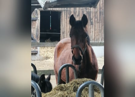 Trakehner, Étalon, 1 Année, 172 cm, Bai