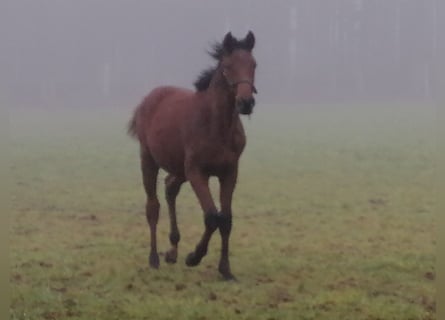 Trakehner, Étalon, 1 Année, 172 cm, Bai