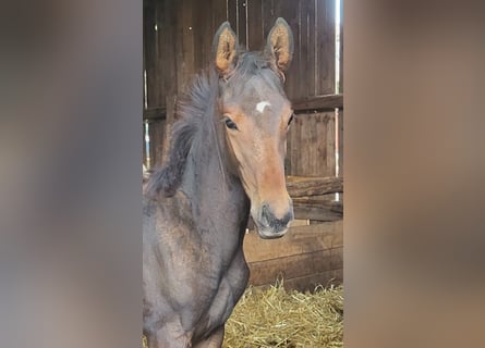 Trakehner, Étalon, 1 Année, 173 cm, Bai