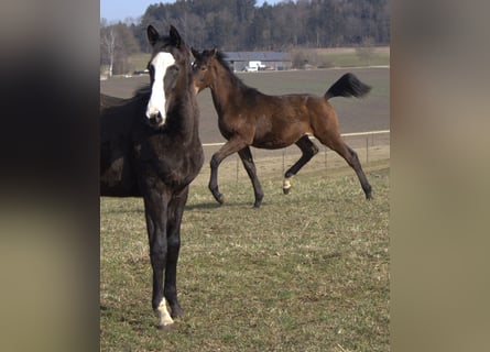 Trakehner, Étalon, 1 Année, 175 cm, Bai brun