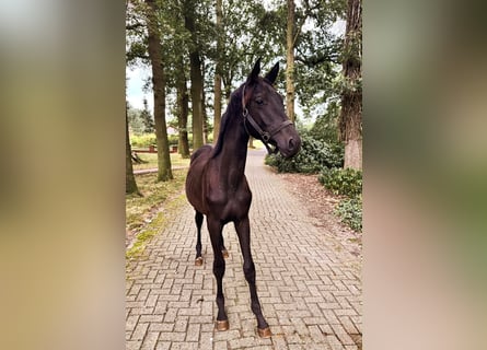 Trakehner, Étalon, 1 Année, 175 cm, Bai brun foncé