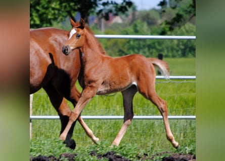 Trakehner, Étalon, 1 Année, Alezan brûlé