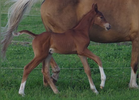 Trakehner, Étalon, 1 Année, Alezan brûlé