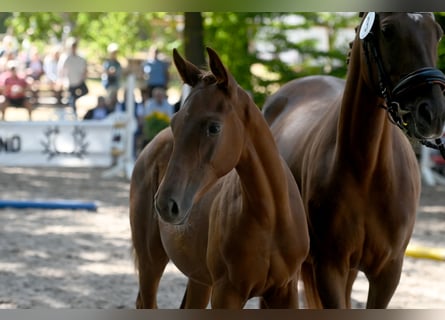 Trakehner, Étalon, 1 Année, Alezan