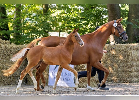 Trakehner, Étalon, 1 Année, Alezan
