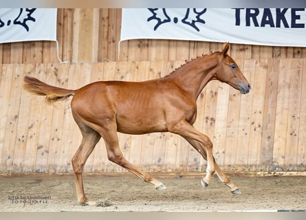 Trakehner, Étalon, 1 Année, Alezan