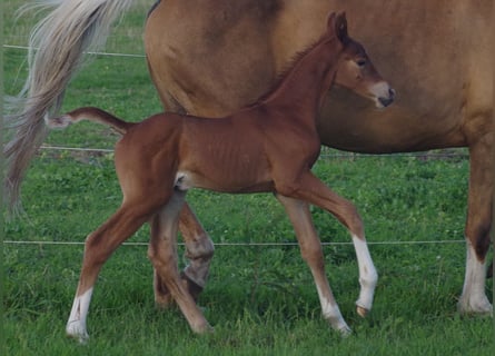 Trakehner, Étalon, 1 Année, Alezan