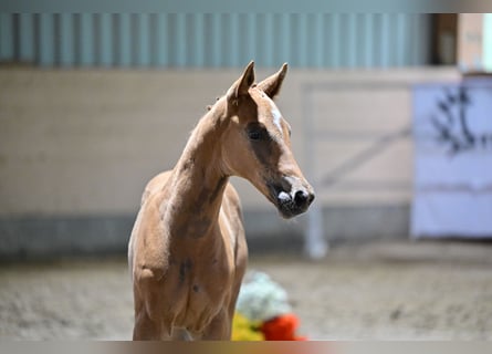 Trakehner, Étalon, 1 Année, Alezan