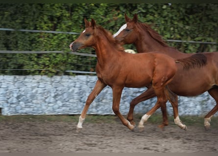 Trakehner, Étalon, 1 Année, Alezan
