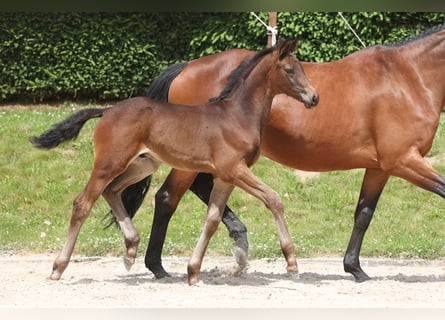 Trakehner, Étalon, 1 Année, Bai brun