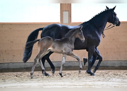 Trakehner, Étalon, 1 Année, Bai brun