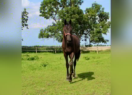 Trakehner, Étalon, 1 Année, Bai brun foncé