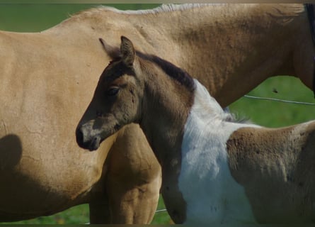 Trakehner, Étalon, 1 Année, Buckskin
