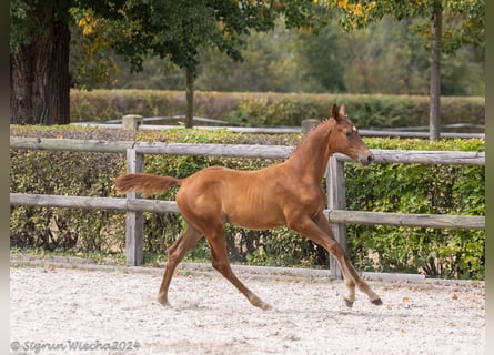 Trakehner, Étalon, 1 Année
