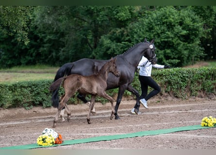 Trakehner, Étalon, 1 Année, Noir