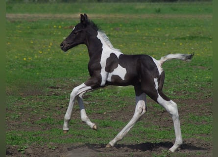 Trakehner, Étalon, 1 Année, Pinto
