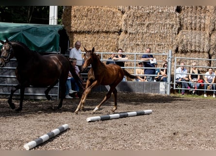 Trakehner, Étalon, 2 Ans, 168 cm, Bai