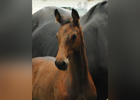 Trakehner, Étalon, 2 Ans, Bai brun