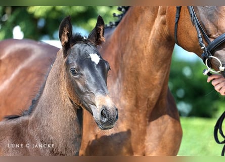 Trakehner, Étalon, 2 Ans, Bai brun