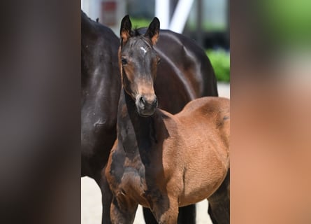 Trakehner, Étalon, 2 Ans, Bai brun foncé