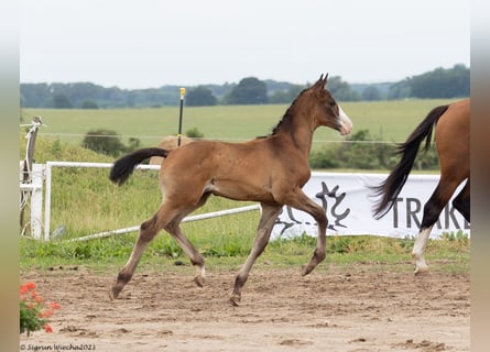 Trakehner, Étalon, 2 Ans, Bai