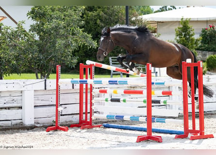 Trakehner, Étalon, 3 Ans, 165 cm, Bai brun