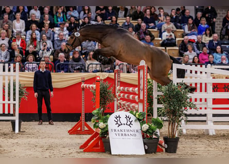 Trakehner, Étalon, 3 Ans, 165 cm, Bai