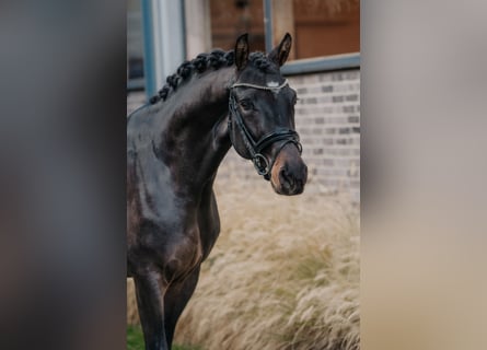 Trakehner, Étalon, 3 Ans, 166 cm, Bai brun