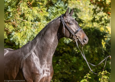 Trakehner, Étalon, 3 Ans, 167 cm, Bai brun foncé