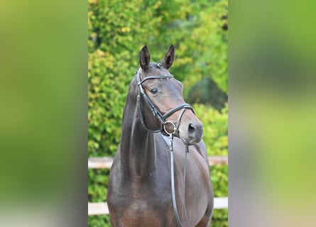 Trakehner, Étalon, 3 Ans, 167 cm, Bai